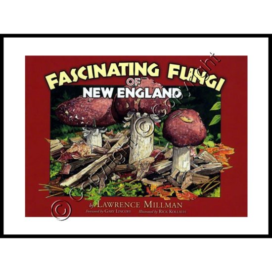 Fascinating Fungi of New England - Click Image to Close