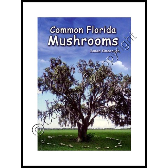 Common Florida Mushrooms - Click Image to Close