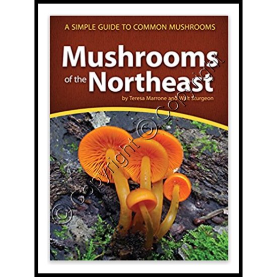Mushrooms of the Northeast - Click Image to Close