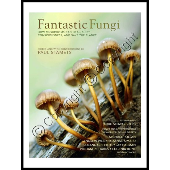 Fantastic Fungi - Click Image to Close