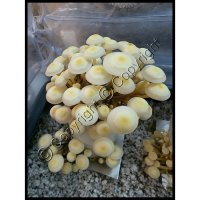 Brown Rice Flour (BRF) Jar - Mushroom Substrate