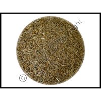 Rye Grass Seed