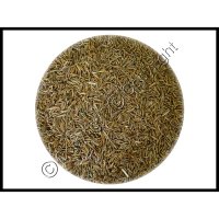 Rye Grass Seed