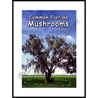 Common Florida Mushrooms