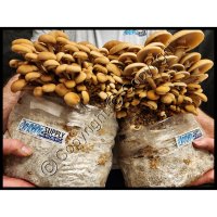 Mushroom Grow Kit w/ Pre-Pasteurized Compost & MycoBags