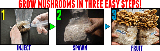 Mushroom Grow Kit Instructions