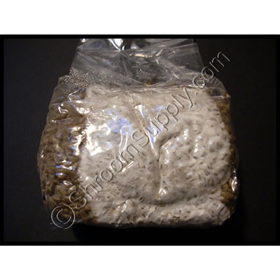 Sterilized Rye Berries - Grain Spawn - Click Image to Close